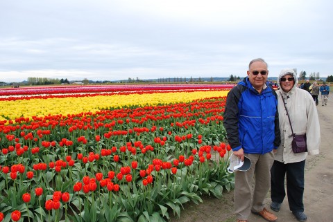Tulips are Coming to the Skagit Valley