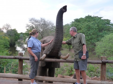 Elephant Petting on Safari