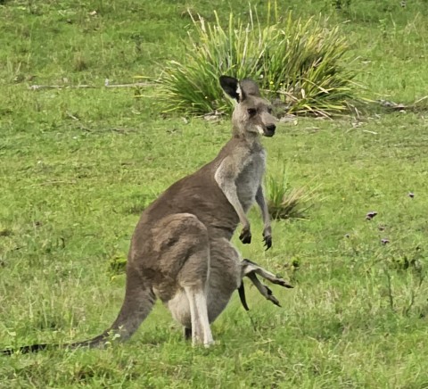 Aussie kangaroo